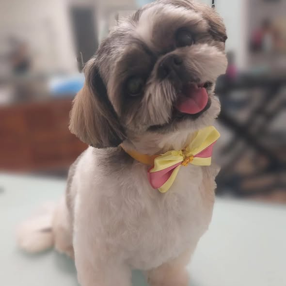 Cão 1