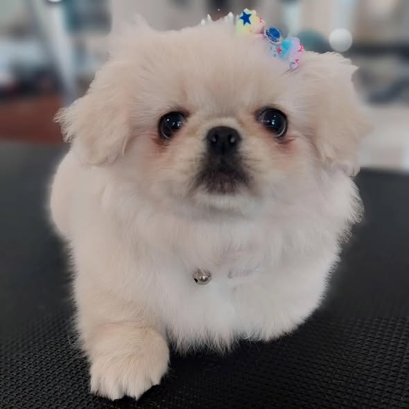 Cão 2
