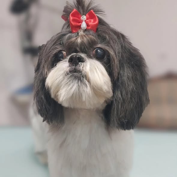 Cão 3